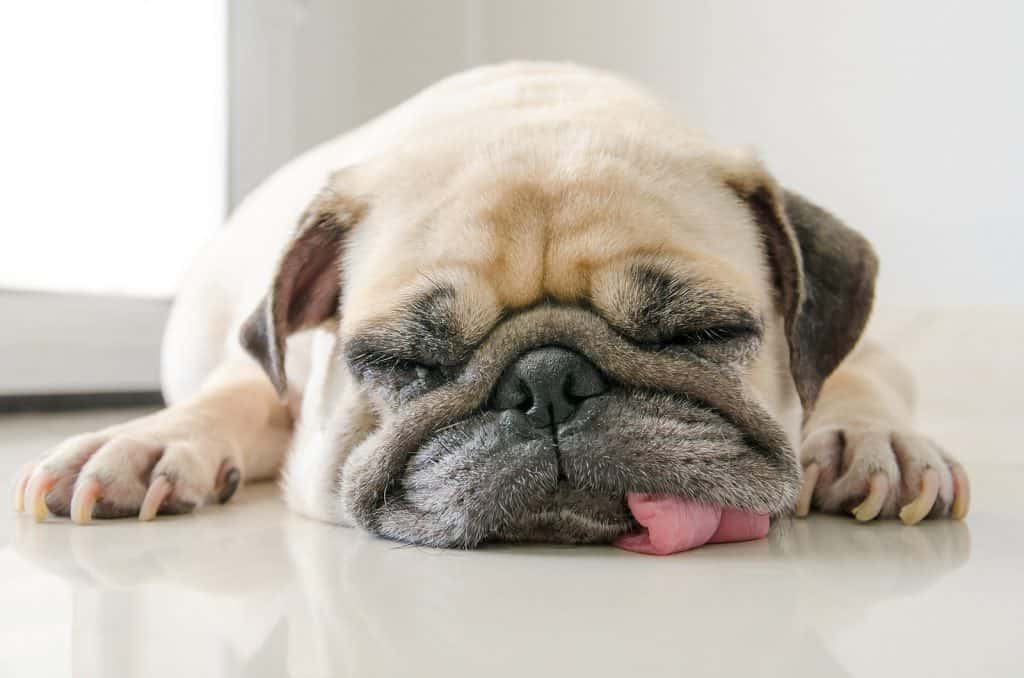 a pug sleeping on the floor