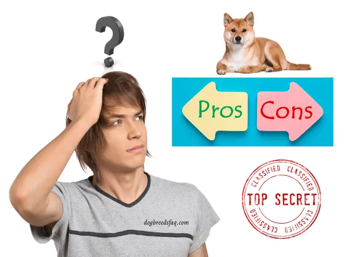 a teenager thinking about shiba inu pros and cons