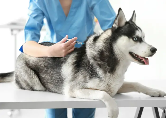 a vet giving a vaccination to a husky dog