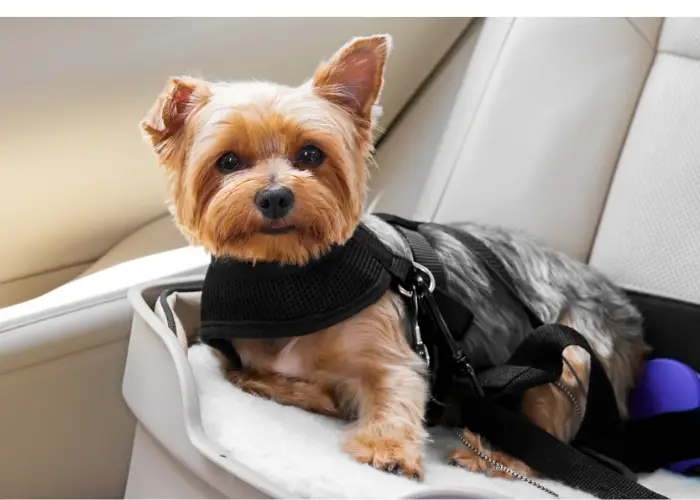 a yorkie secured in a car seat