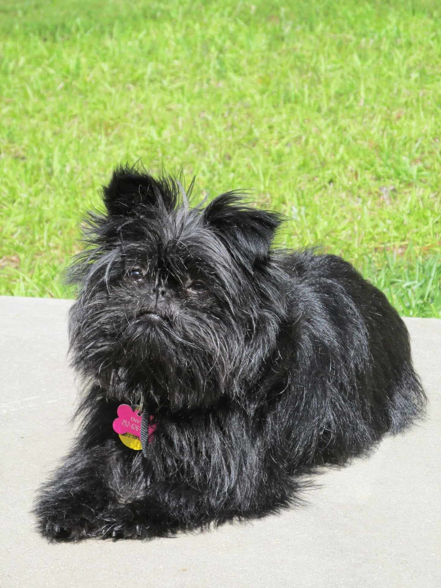 affenpinscher sitting on cemented road