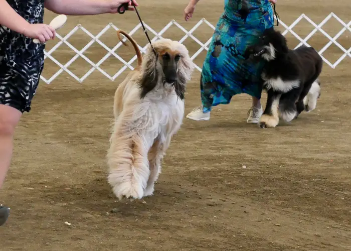 afghan hound being groomed by a lady 