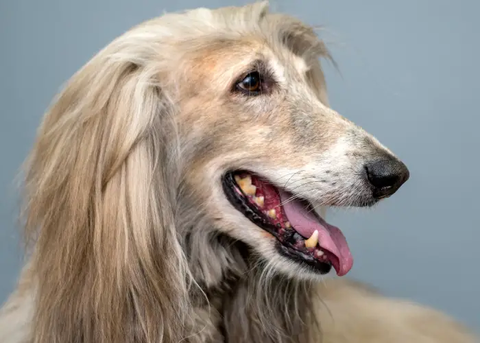 afghan hound close up photo