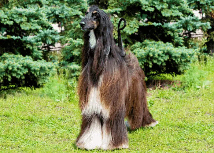 afghan hound in the garden