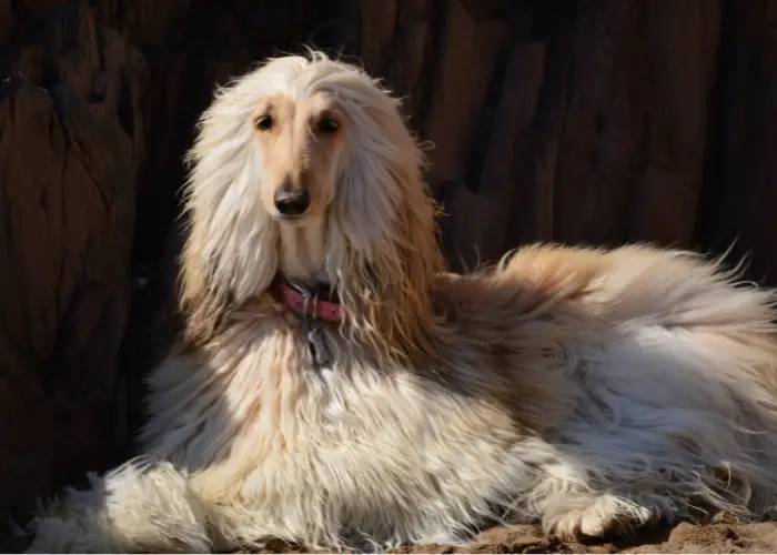 afghan hound lying against a dark background