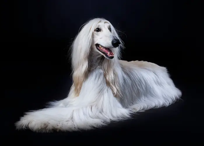 afghan hound lying on the dark background