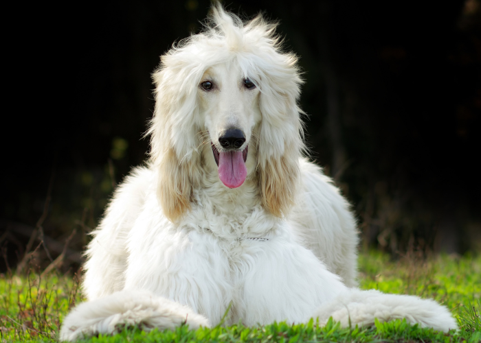 afghan hound lying on the green lawn