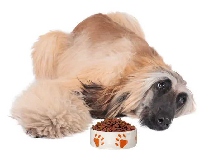 afghan hound with a bowl of food in front