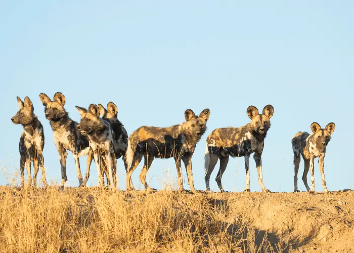 7 african wild dogs