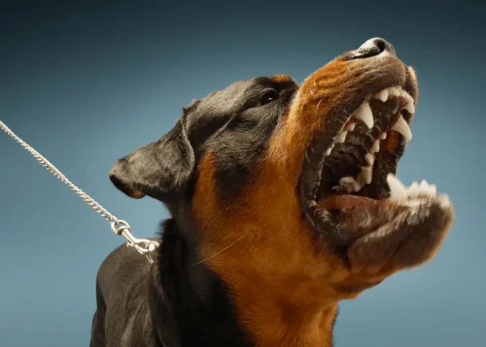 aggressive rottweiler barking