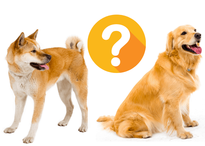 akita and golden retriever with question mark sign between them