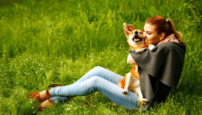 shiba being hugged by owner