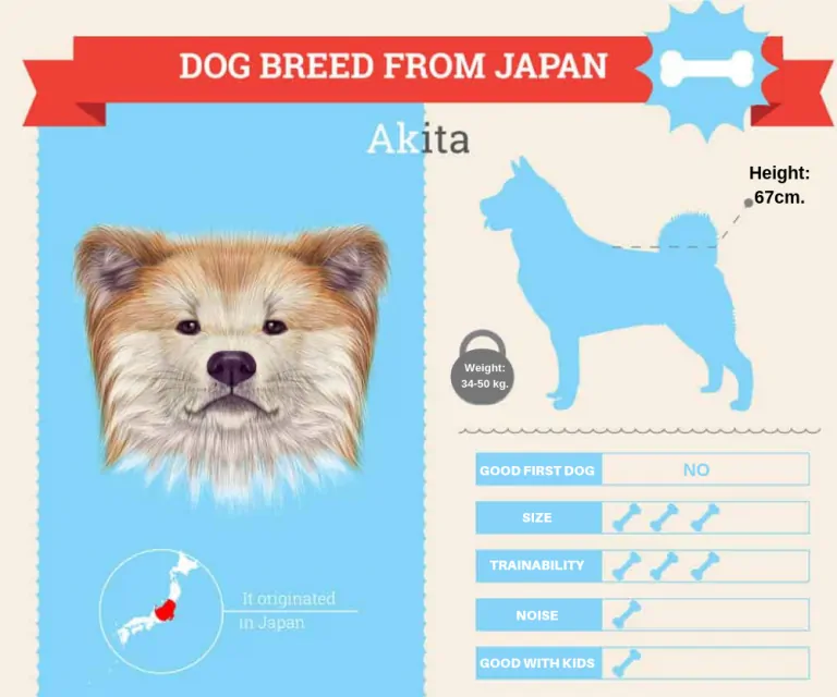 The Loyal Akita Dog Breed Complete Information