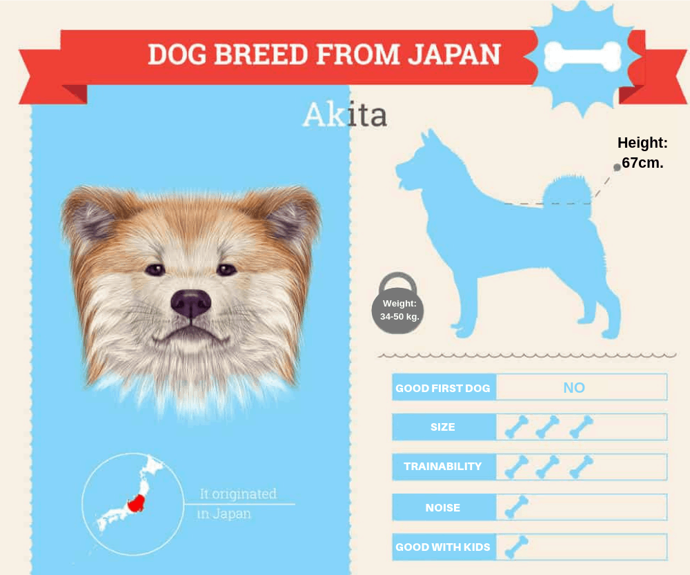 akita infographic