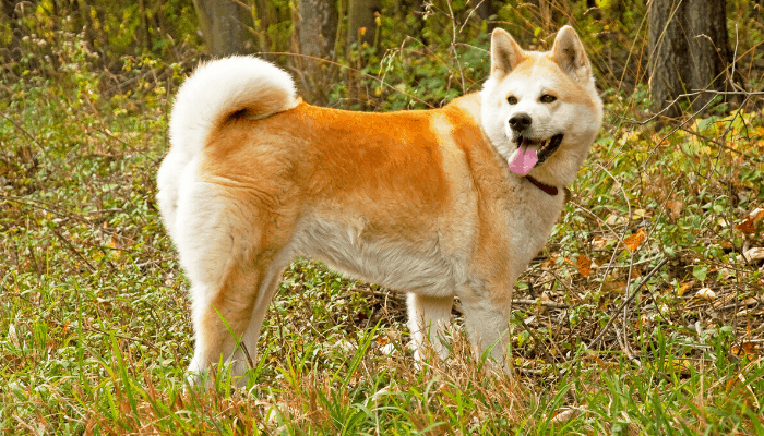 akita in the forest