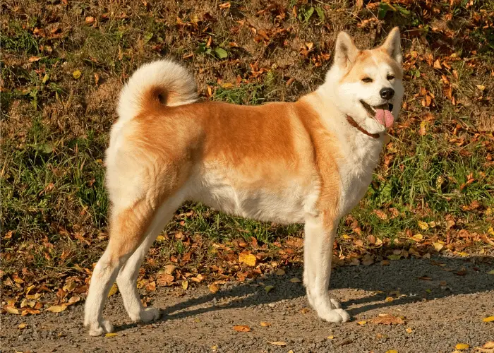 akita inu at the park