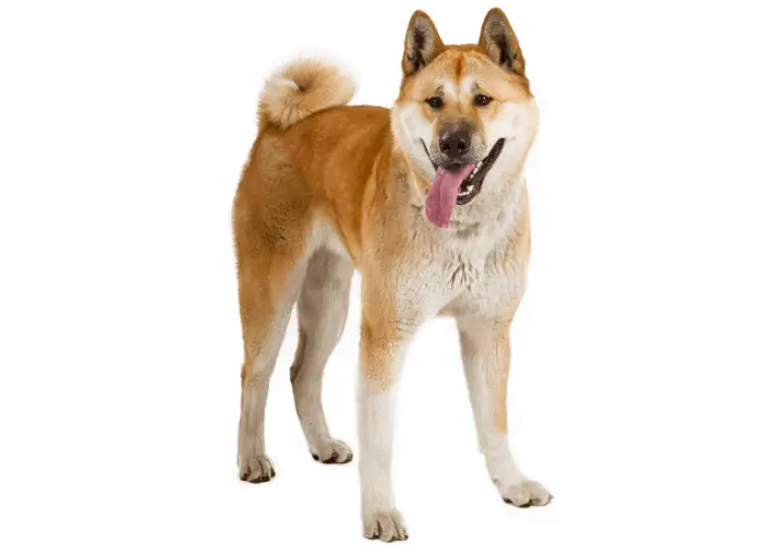 akita inu with tongue out on white background