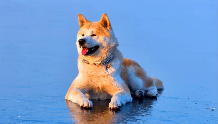 akita on the beach