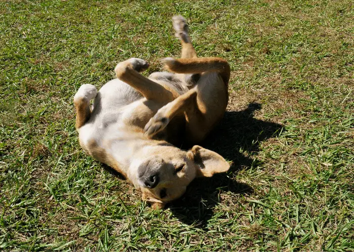 akita pit lying on the ground