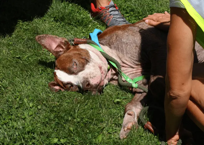 akita pitbull mix being patted with owner