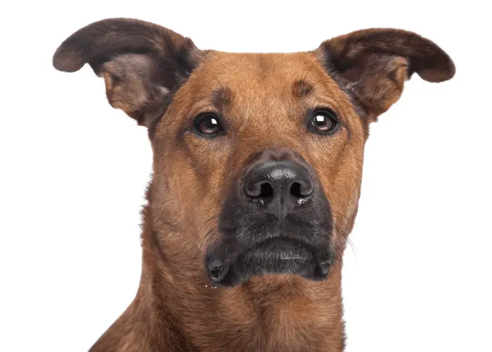 akita pitbull mix on white background