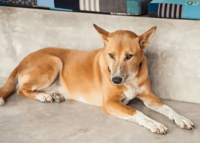 akita pitbull mix resting on the ground