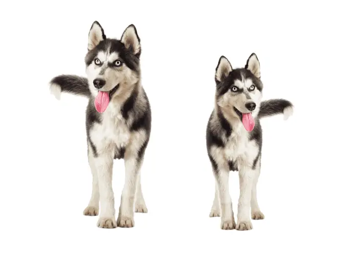 alaskan klee kai vs siberian husky similarities