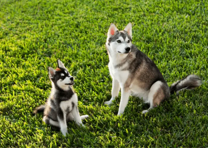 alaskan klee kai mother and pup