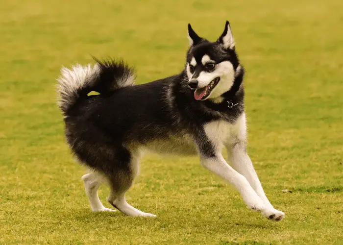 alaskan klee kai playing