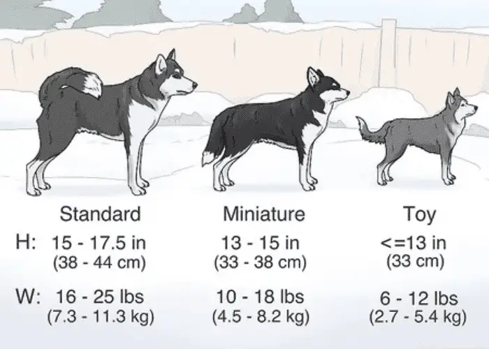 alaskan klee kai sizes