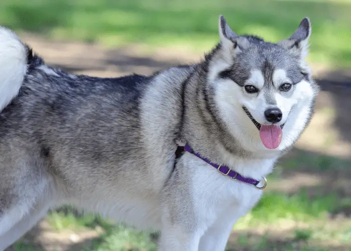 alaskan klee kai standing on the ground 