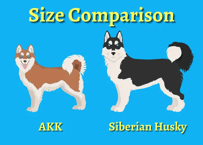 alaskan klee kai vs siberian husky size comparison