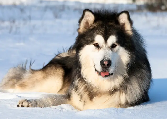 alaskan malamute close up photo