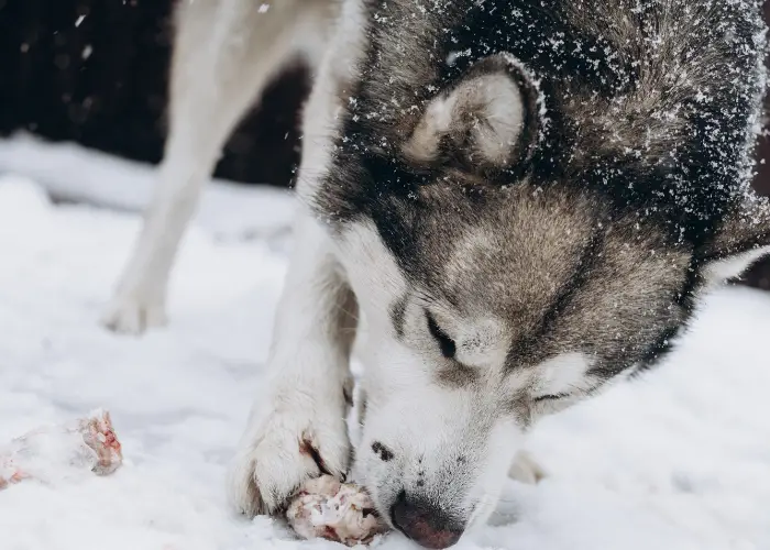 alaskan malamute eating a bone in the snow