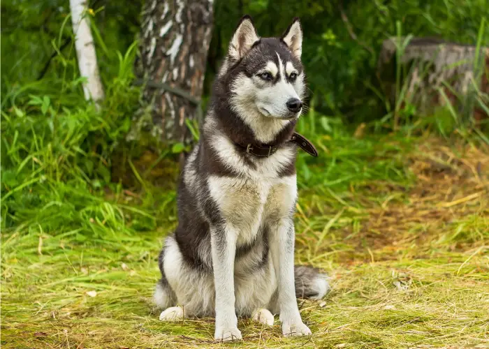 alaskan malamute guarding a backyard