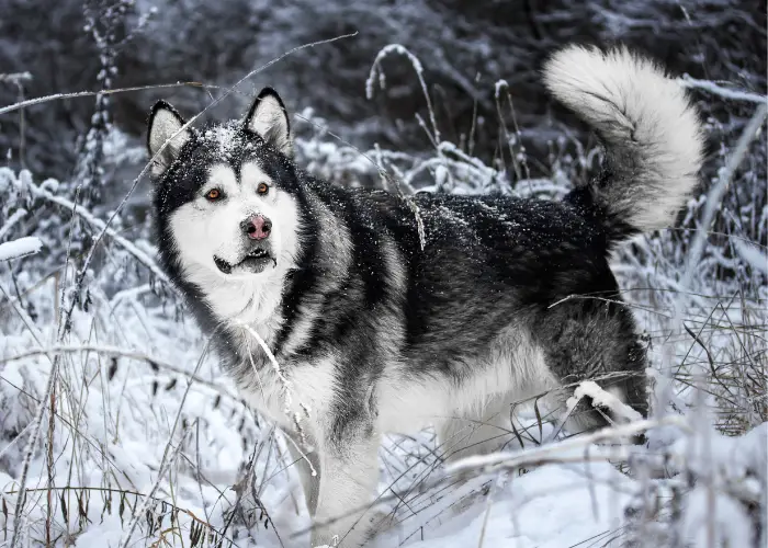 alaskan malamute in the snow