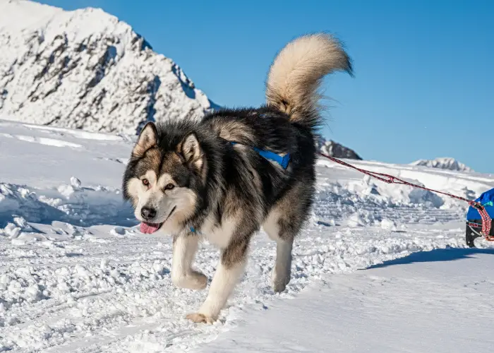 alaskan malamute pulling a sled