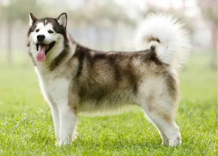 alaskan malamute standing on the lawn