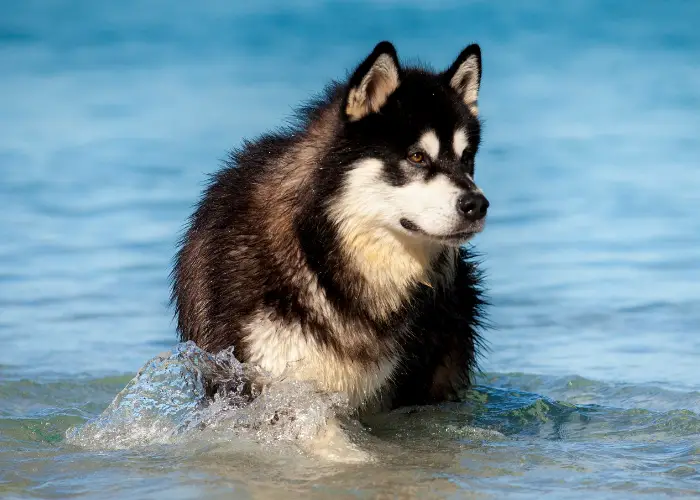 alaskan malamute walking in the sea water