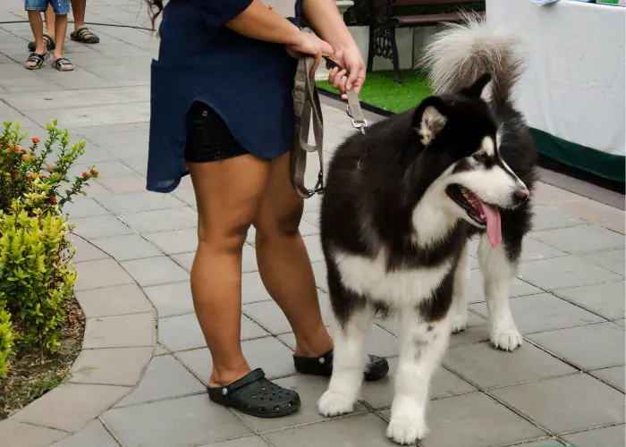 alaskan malamute with an asian lady owner