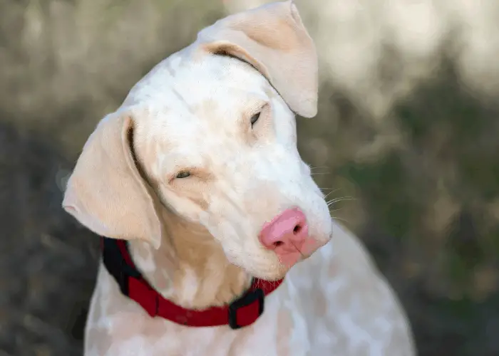 albino pit bull 