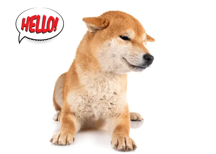 aloof shiba inu 