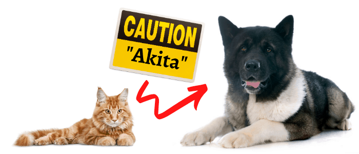 american akita and cat with caution akita on white background
