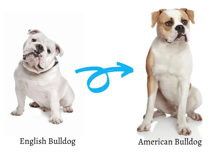 american bulldog and english bulldog on white background