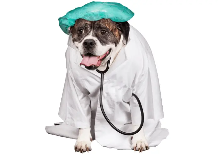 american bulldog dressed in a doctor's coat