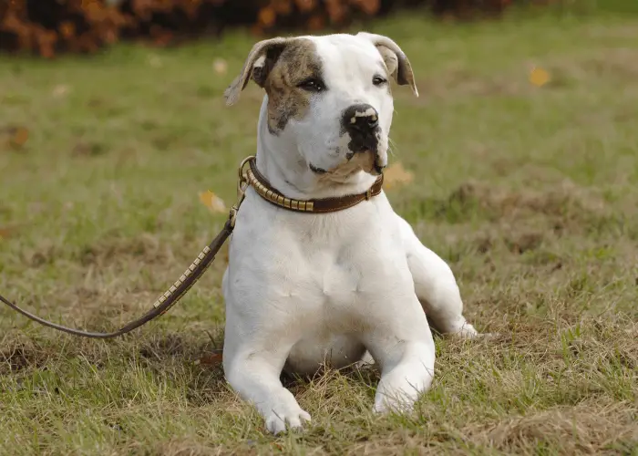 american bulldog on leash lying on the ground