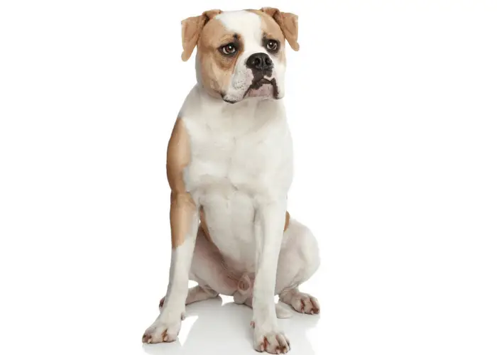 american bulldog photographed against a white background