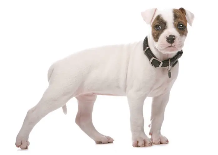 american bulldog puppy photographed against a white background