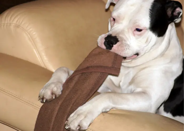 american bulldog type dog playing with a blanket