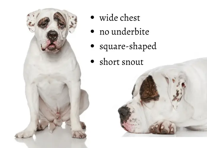 american bulldogs appearance